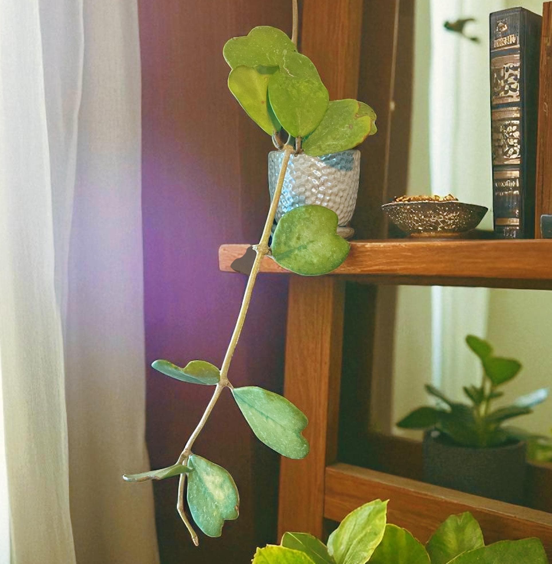 Hoya Kerrii Sweetheart Plant – Heart Shaped Hoya, Valentine Plant, Trailing Hoya Succulent, Live Indoor Houseplant
