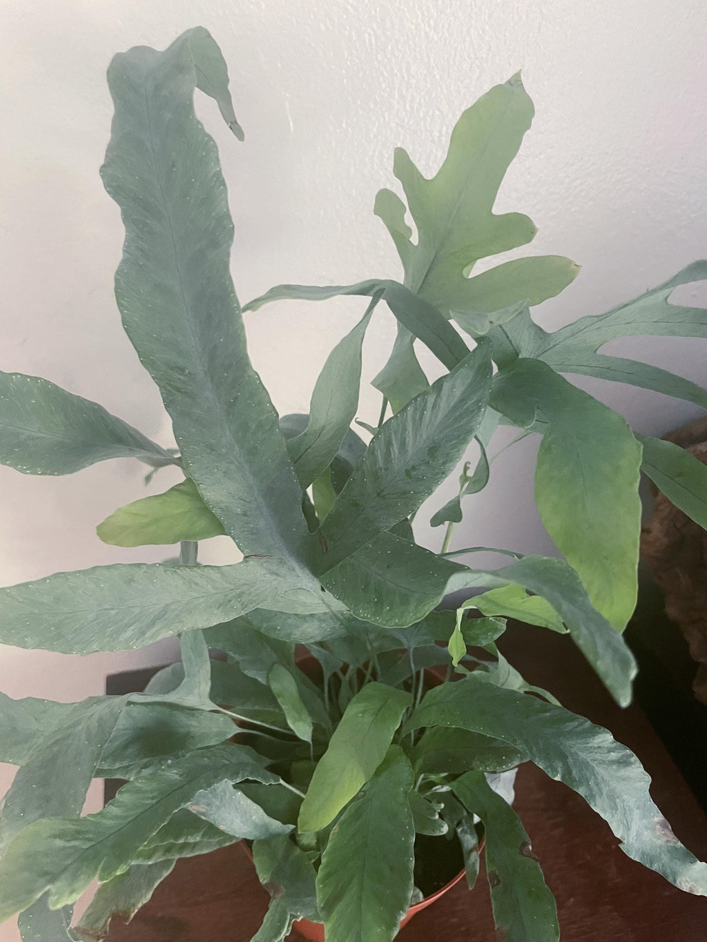 Blue Star Fern –  XL 8” Live Plant | Unique Air-Purifying Houseplant | Pet-Friendly & Easy Care