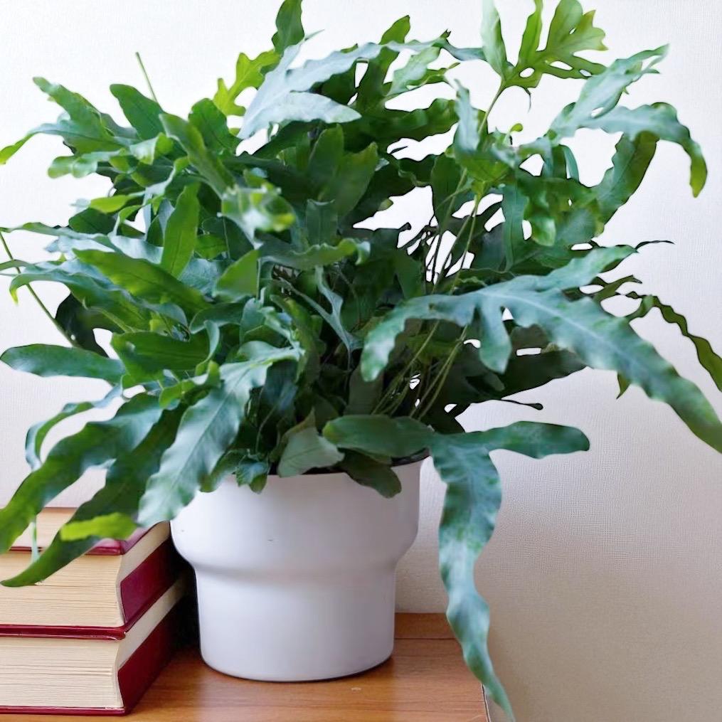 Blue Star Fern –  XL 8” Live Plant | Unique Air-Purifying Houseplant | Pet-Friendly & Easy Care
