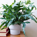 Blue Star Fern –  XL 8” Live Plant | Unique Air-Purifying Houseplant | Pet-Friendly & Easy Care