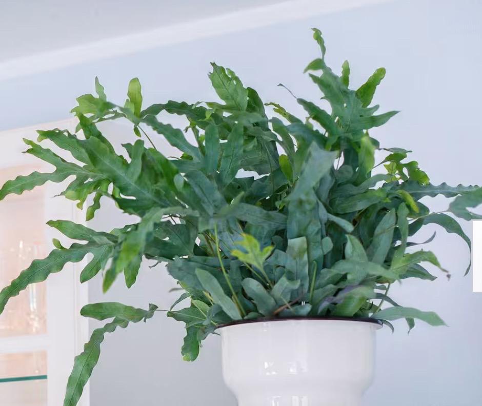 Blue Star Fern –  XL 8” Live Plant | Unique Air-Purifying Houseplant | Pet-Friendly & Easy Care