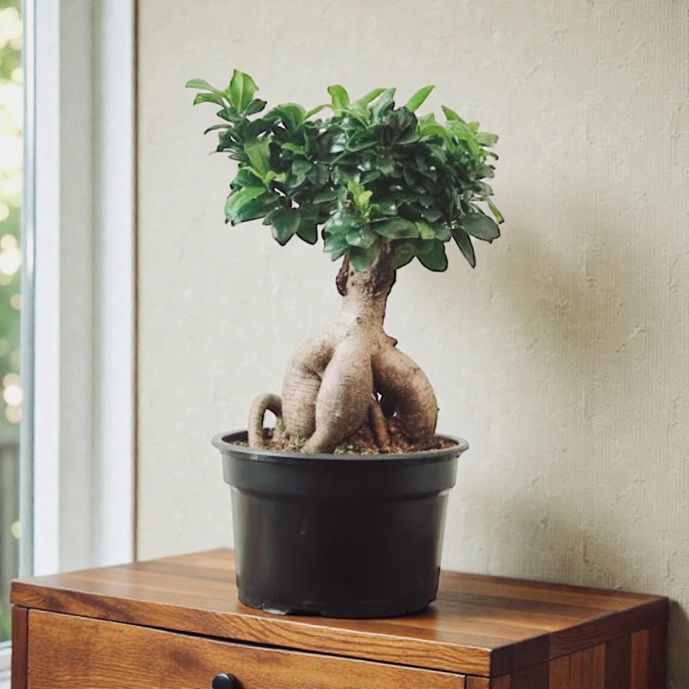Ginseng Ficus – Bonsai Style Indoor Tree