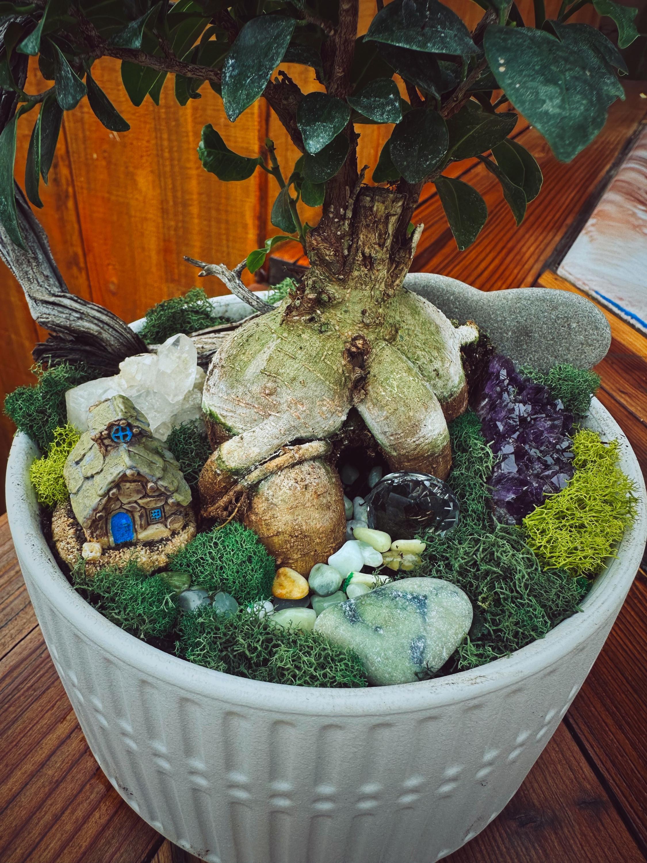 Ginseng Ficus – Bonsai Style Indoor Tree