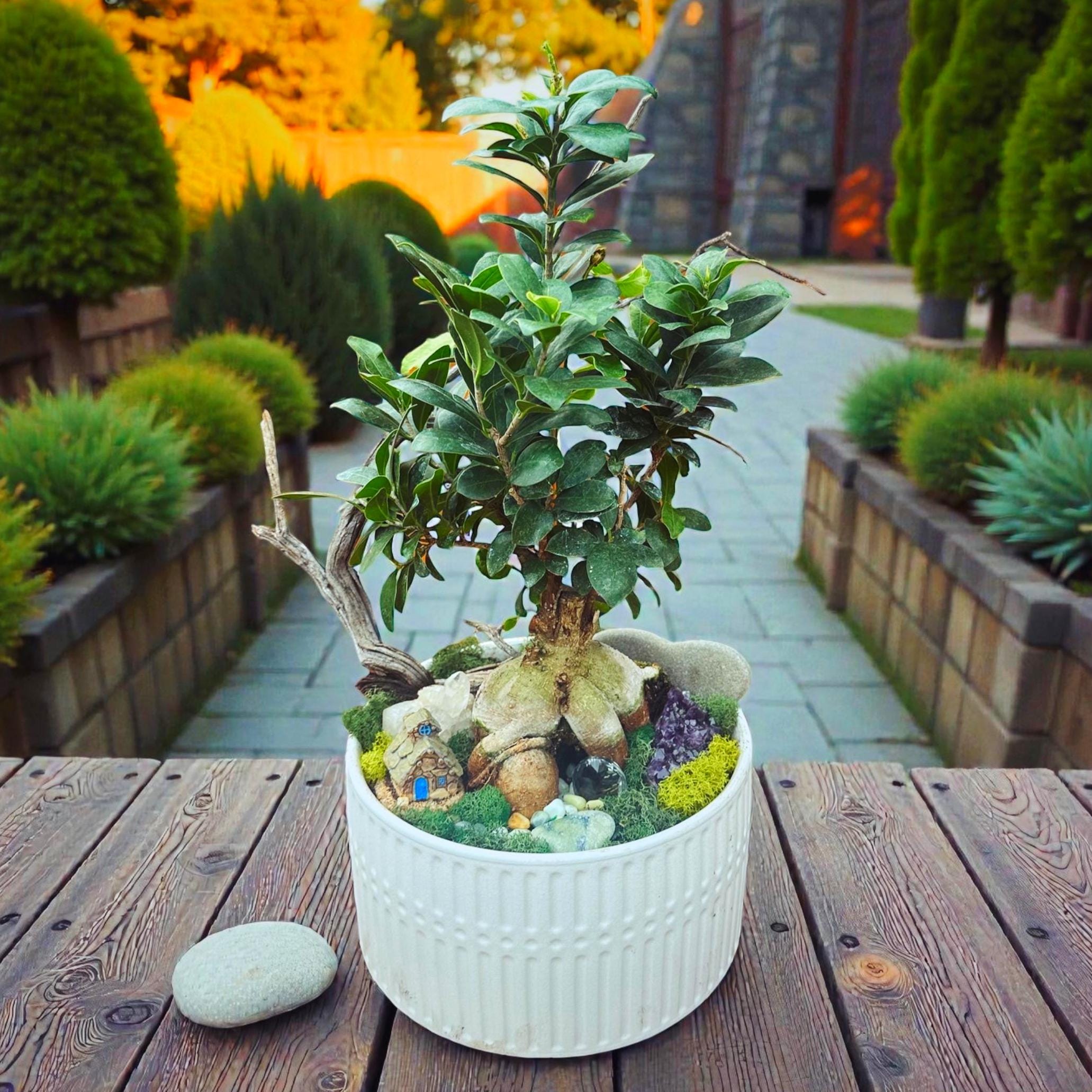 Ginseng Ficus – Bonsai Style Indoor Tree
