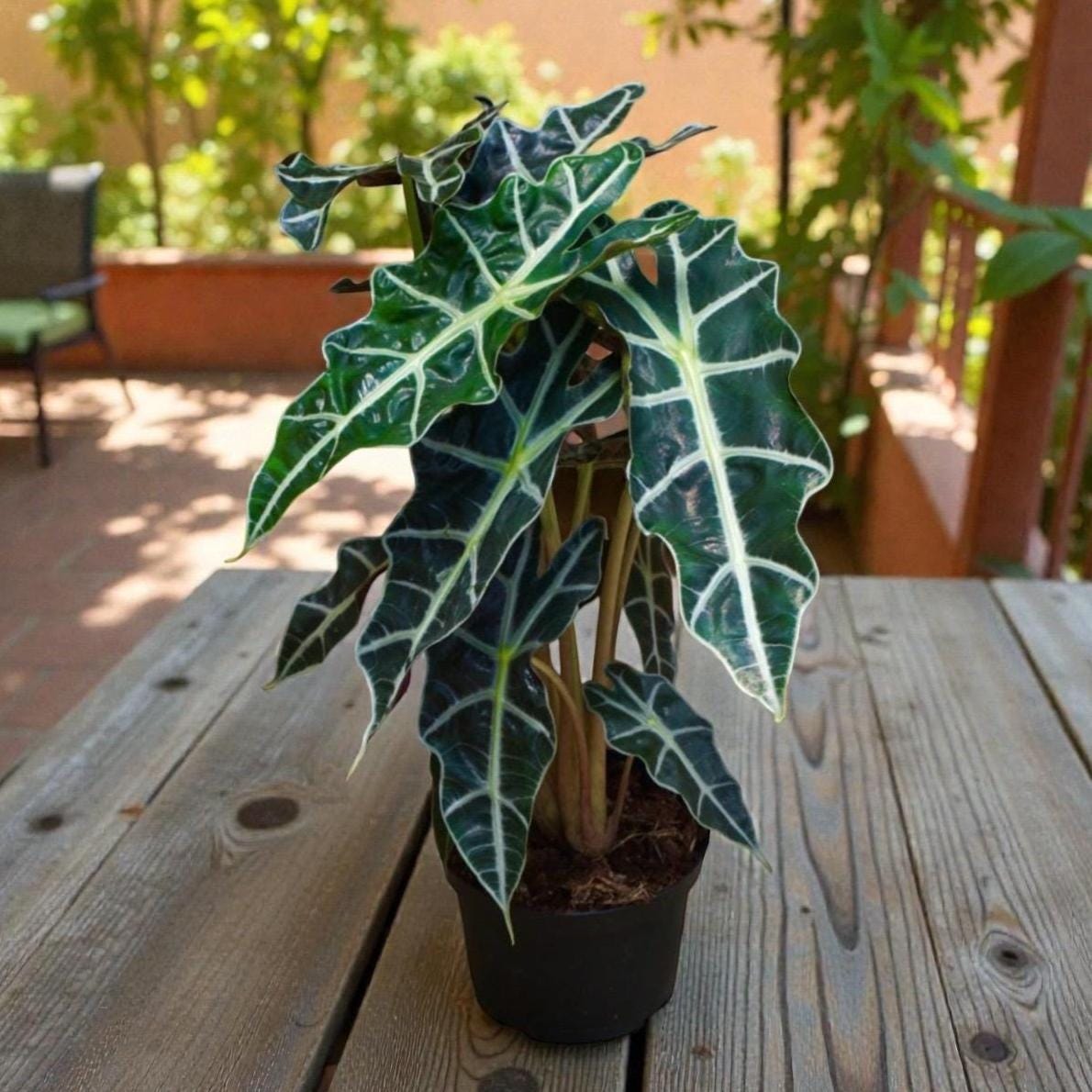 African Mask Plant (Alocasia) – 6" Tropical Statement Plant