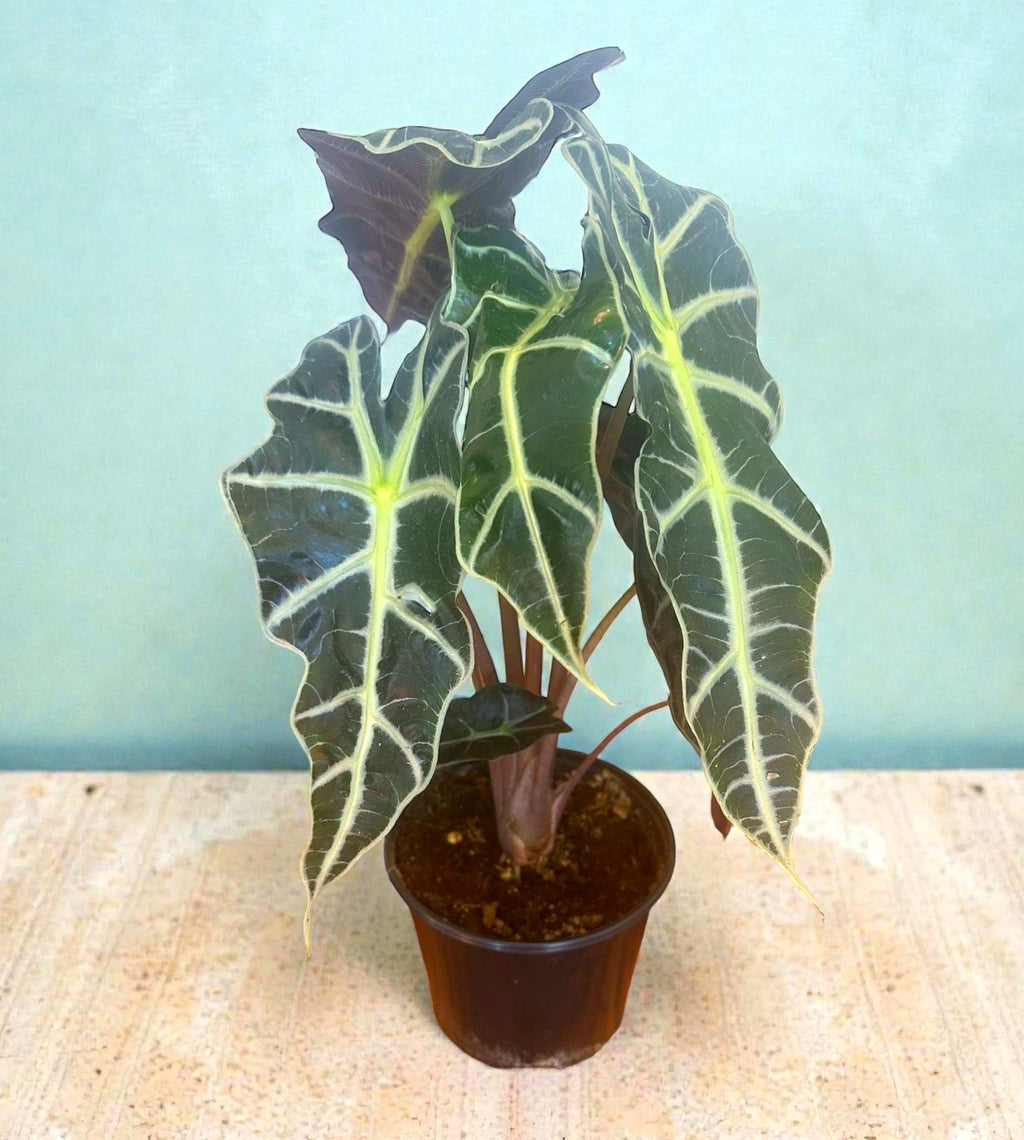 African Mask Plant (Alocasia) – 6" Tropical Statement Plant