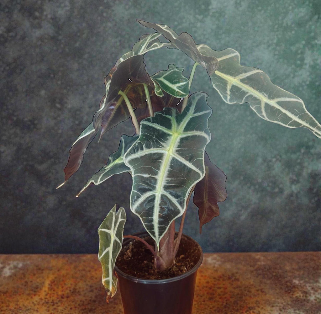 African Mask Plant (Alocasia) – 6" Tropical Statement Plant