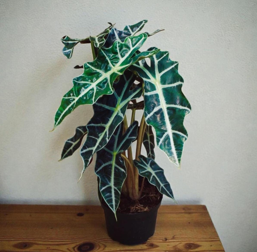 African Mask Plant (Alocasia) – 6" Tropical Statement Plant