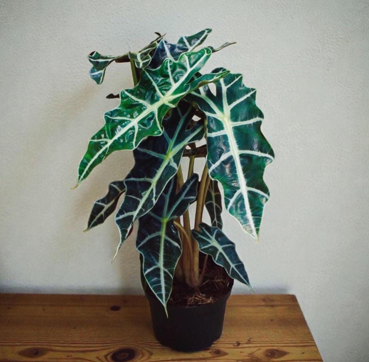 African Mask Plant (Alocasia) – 6" Tropical Statement Plant
