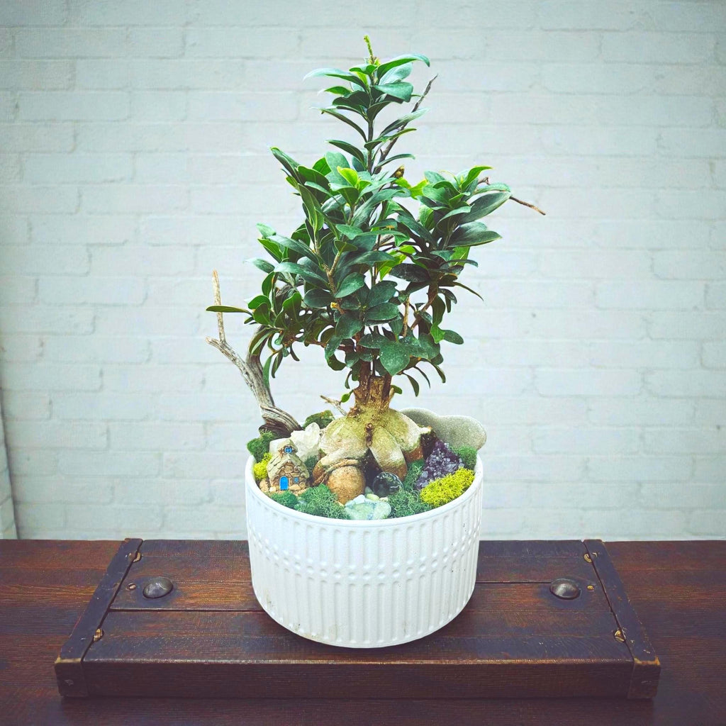 Ginseng Ficus – Bonsai Style Indoor Tree