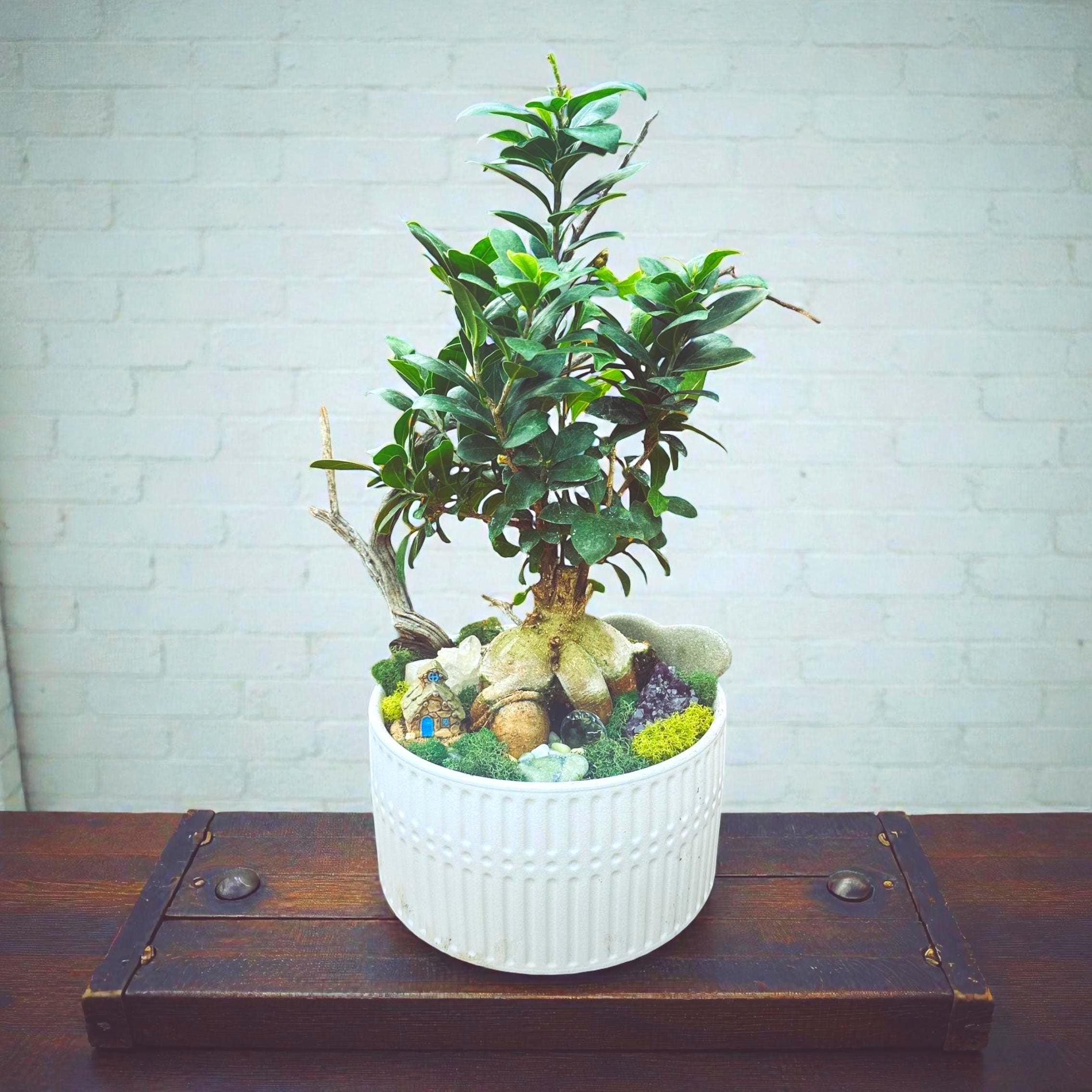 Ginseng Ficus – Bonsai Style Indoor Tree