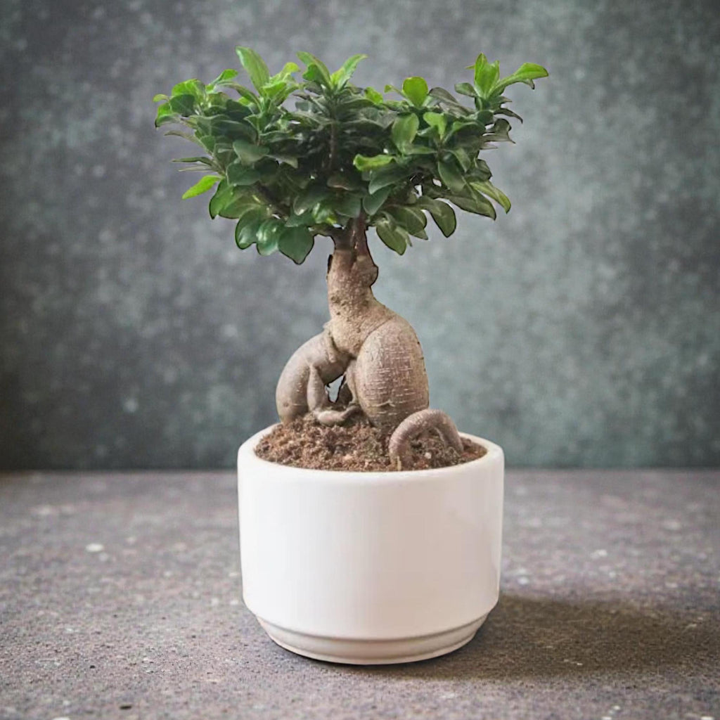 Ginseng Ficus – Bonsai Style Indoor Tree