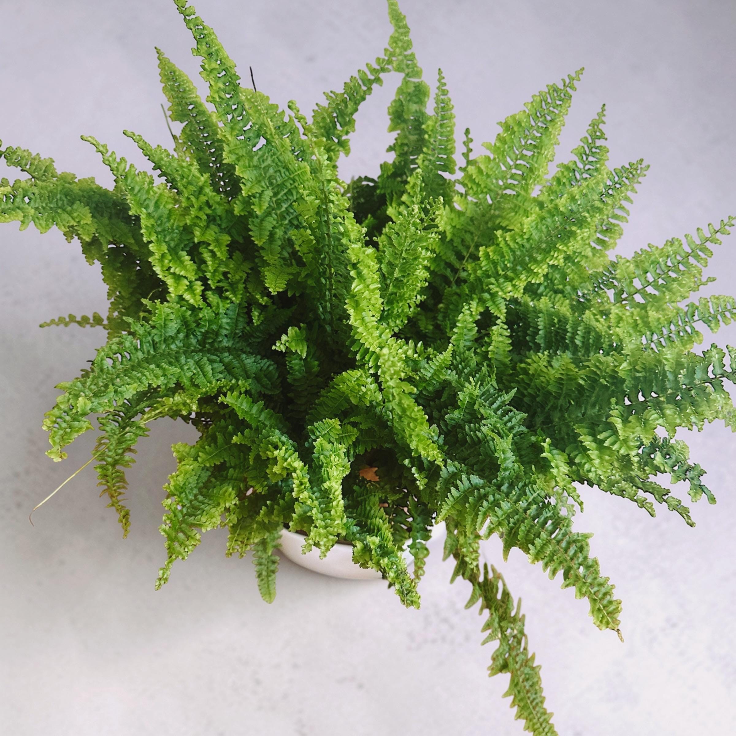 Fluffy Ruffle Fern Live Plant 6” | Lush Indoor Houseplant | Boho Coastal Home Decor | Bathroom Plant | Full Fern Gift | Nephrolepis Exaltata