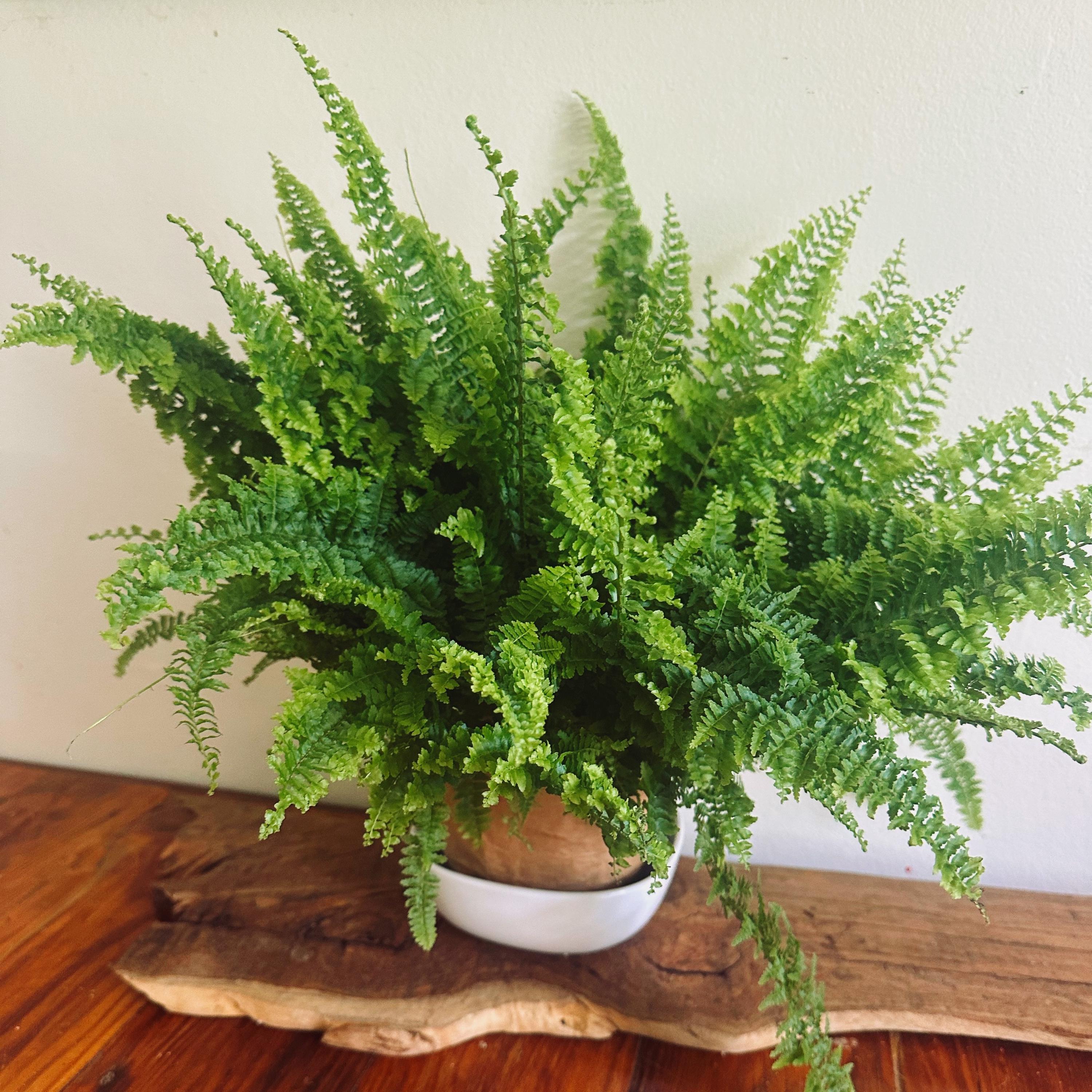 Fluffy Ruffle Fern Live Plant 6” | Lush Indoor Houseplant | Boho Coastal Home Decor | Bathroom Plant | Full Fern Gift | Nephrolepis Exaltata