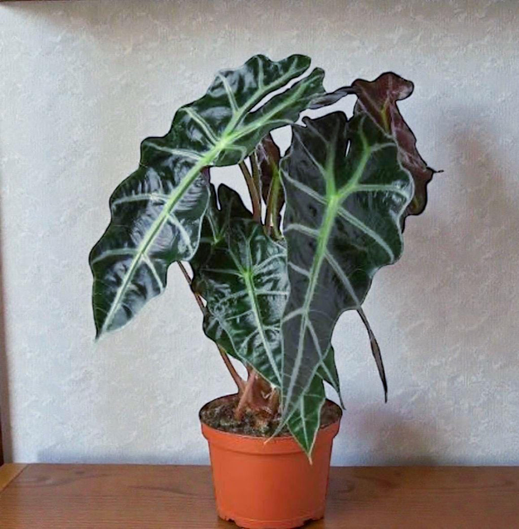 African Mask Plant (Alocasia) – 6" Tropical Statement Plant