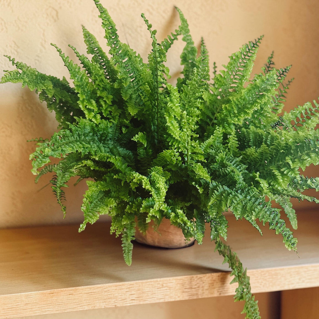 Fluffy Ruffle Fern Live Plant 6” | Lush Indoor Houseplant | Boho Coastal Home Decor | Bathroom Plant | Full Fern Gift | Nephrolepis Exaltata