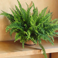 Fluffy Ruffle Fern Live Plant 6” | Lush Indoor Houseplant | Boho Coastal Home Decor | Bathroom Plant | Full Fern Gift | Nephrolepis Exaltata