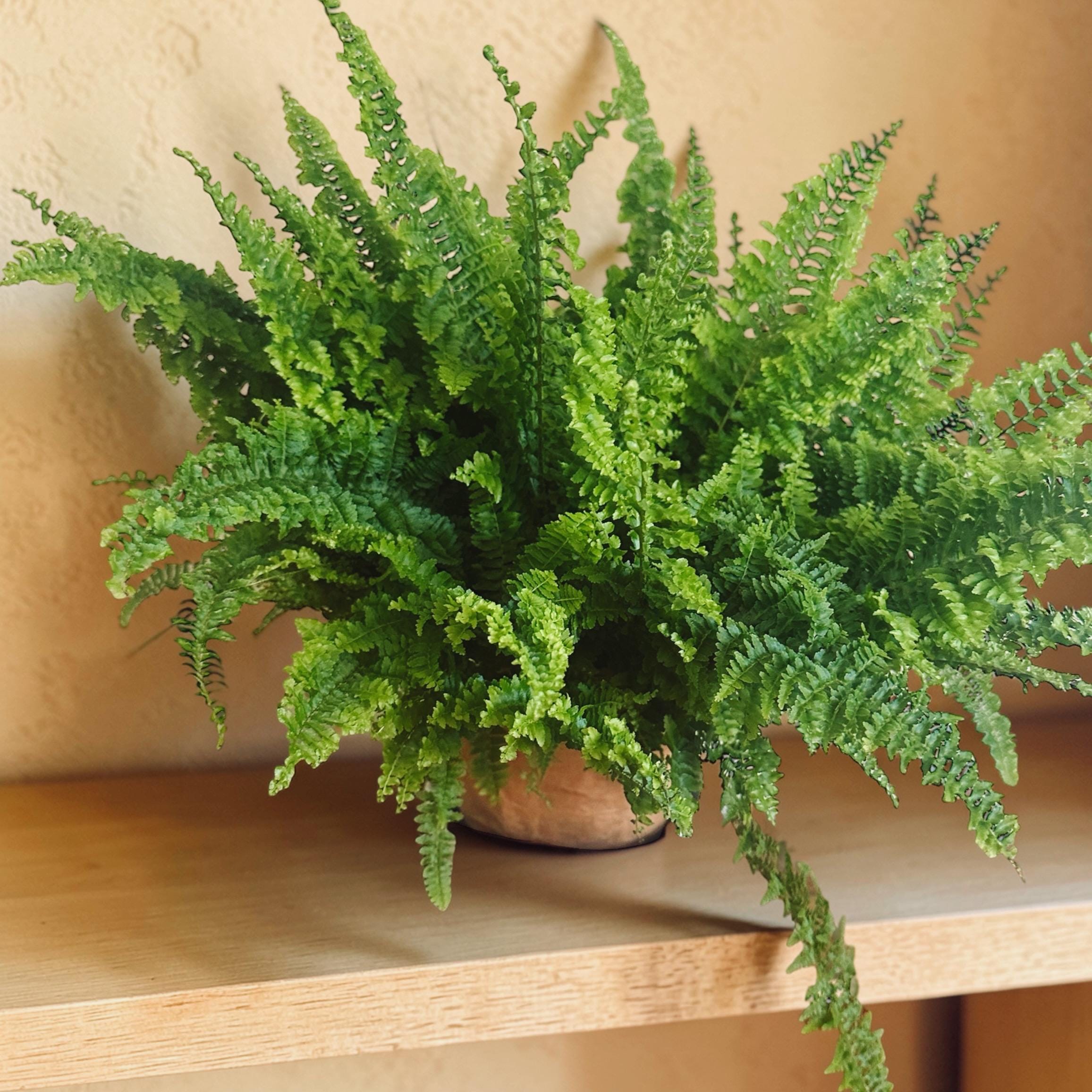 Fluffy Ruffle Fern Live Plant 6” | Lush Indoor Houseplant | Boho Coastal Home Decor | Bathroom Plant | Full Fern Gift | Nephrolepis Exaltata