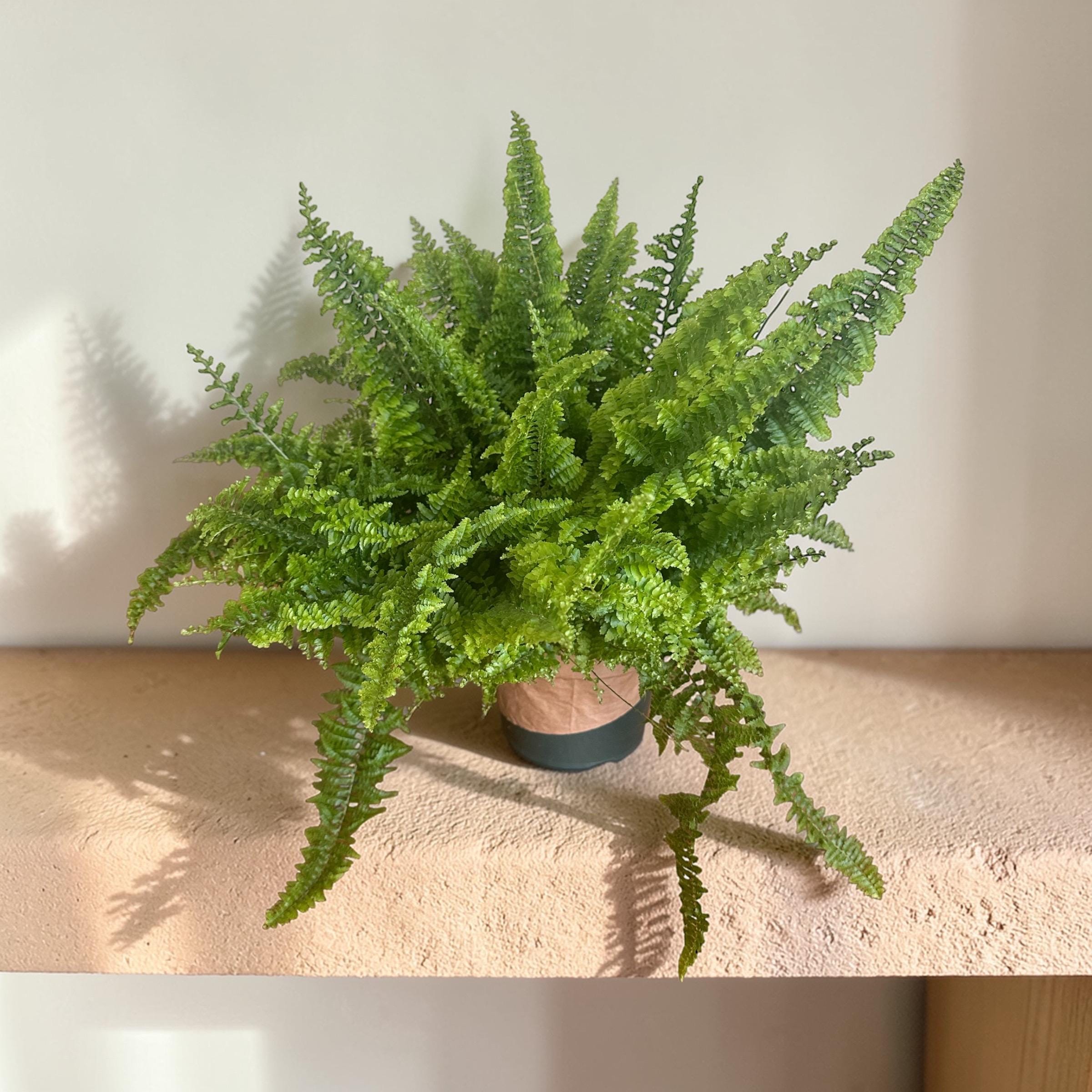 Fluffy Ruffle Fern Live Plant 6” | Lush Indoor Houseplant | Boho Coastal Home Decor | Bathroom Plant | Full Fern Gift | Nephrolepis Exaltata