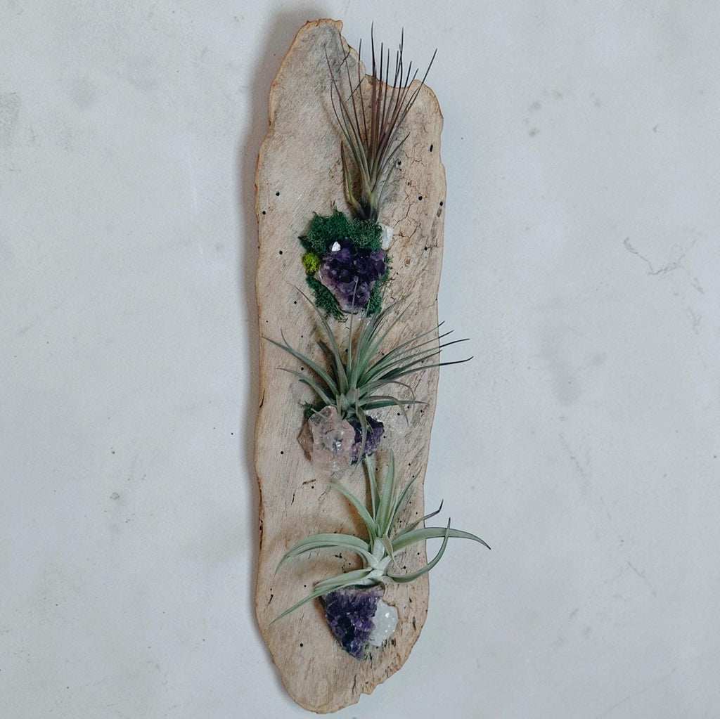 Crystal Driftwood Air Plant Wall Hanging | Amethyst & Quartz Tillandsia Wall Art | Boho Coastal Decor