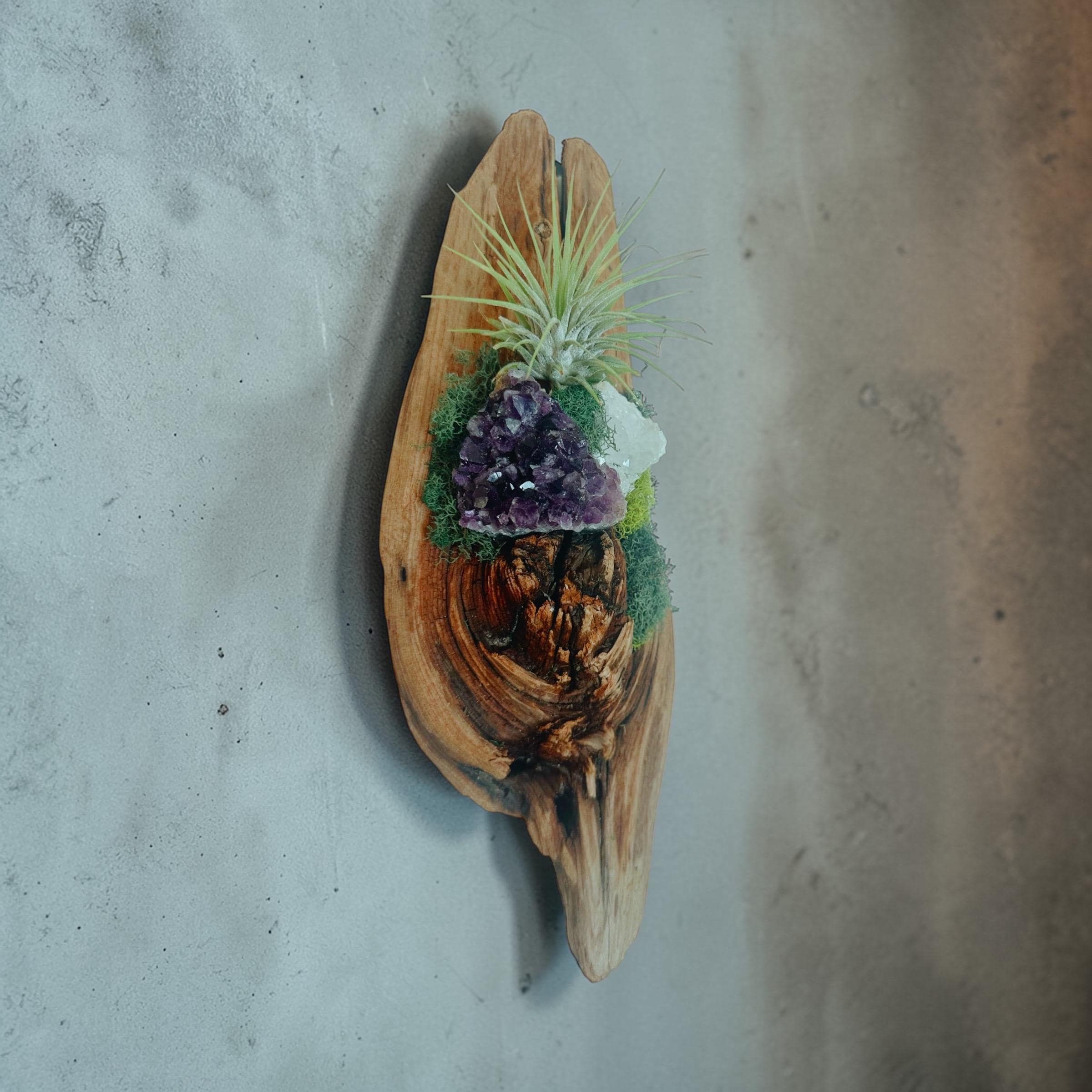 Crystal Driftwood Air Plant Wall Hanging | Amethyst & Quartz Tillandsia Wall Art | Boho Coastal Decor