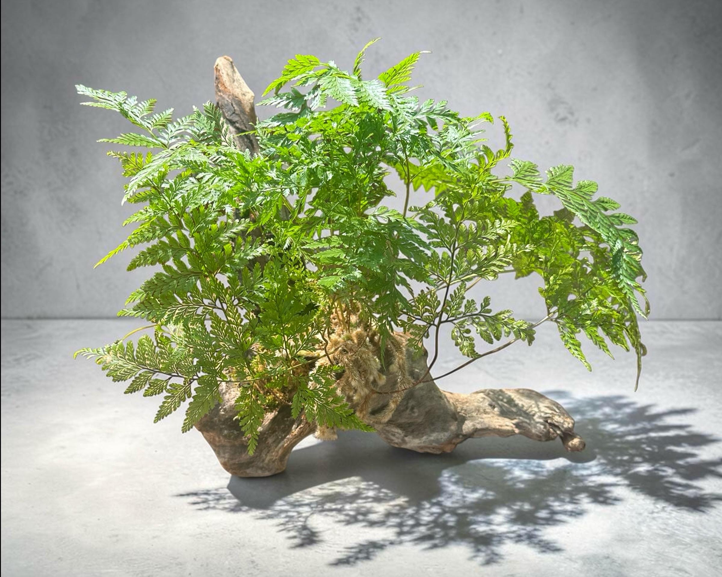 Driftwood Fern Centerpiece – Rabbit’s Foot Fern with Amethyst &amp; Quartz | One-of-a-Kind Coastal Sculptureastal Decor – 22” Statement Piece