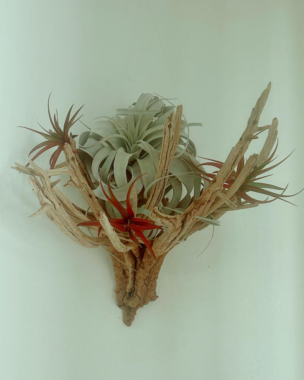 Sculptural Hanging Manzanita Air Plant – Xerographica & Red Tillandsia Abdita – Coastal Modern Wall Art – 20” Statement Piece