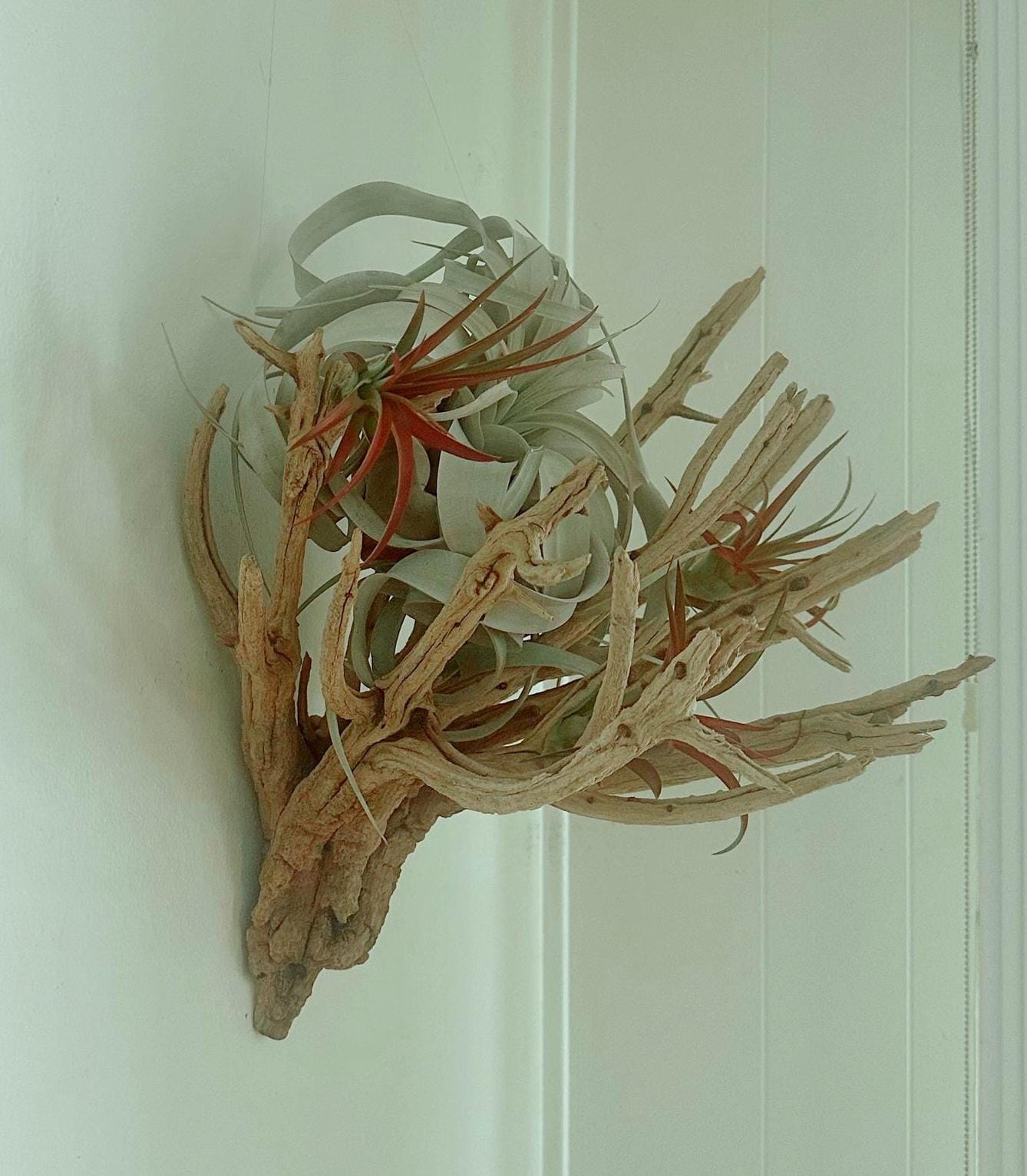 Sculptural Hanging Manzanita Air Plant – Xerographica & Red Tillandsia Abdita – Coastal Modern Wall Art – 20” Statement Piece