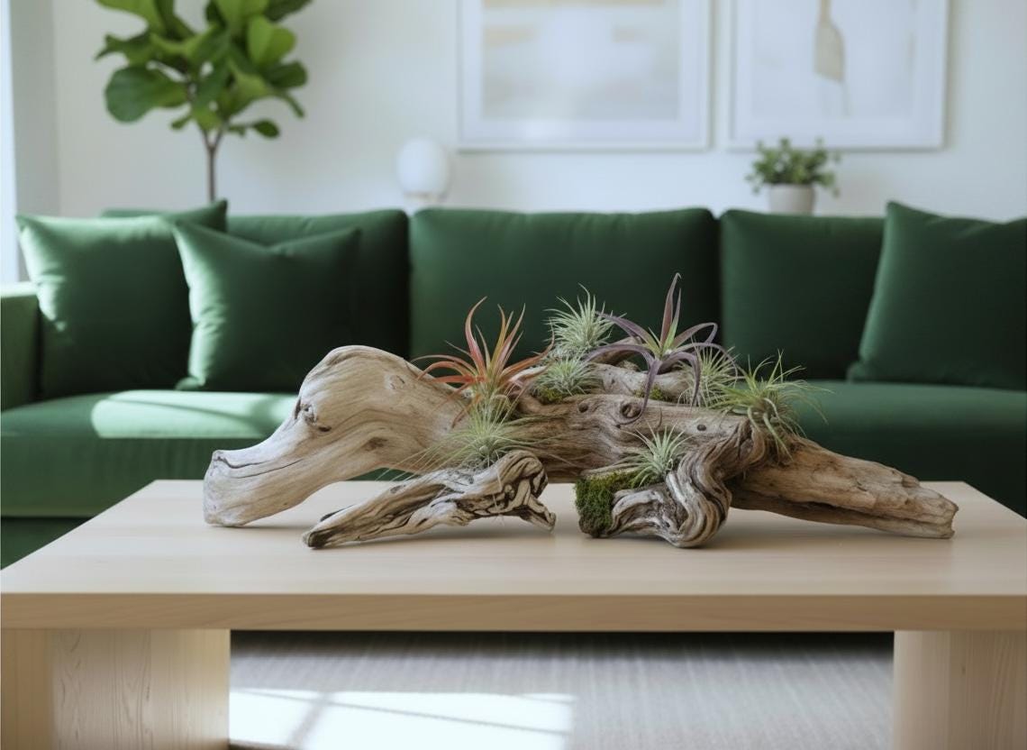 Sculptural Driftwood Centerpiece with Air Plants – Coastal Table Decor – Natural Wood Arrangement – Modern Organic Home Decor