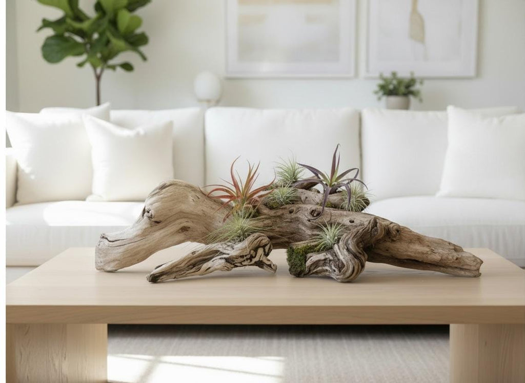 Sculptural Driftwood Centerpiece with Air Plants – Coastal Table Decor – Natural Wood Arrangement – Modern Organic Home Decor