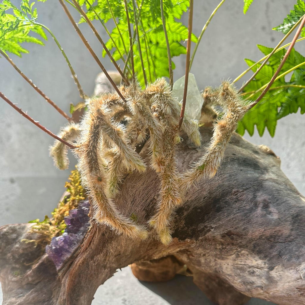 Driftwood Fern Centerpiece – Rabbit’s Foot Fern with Amethyst &amp; Quartz | One-of-a-Kind Coastal Sculptureastal Decor – 22” Statement Piece