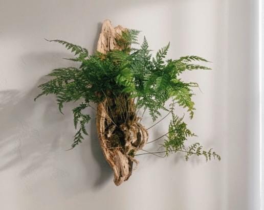 Driftwood Fern Wall Hanging – One of a Kind Living Wall Art – Sculptural Coastal Decor – Natural Wood Plant Mount – 25”