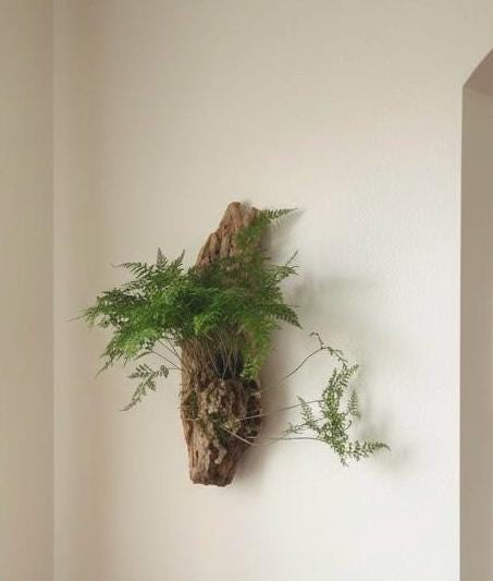 Driftwood Fern Wall Hanging – One of a Kind Living Wall Art – Sculptural Coastal Decor – Natural Wood Plant Mount – 25”