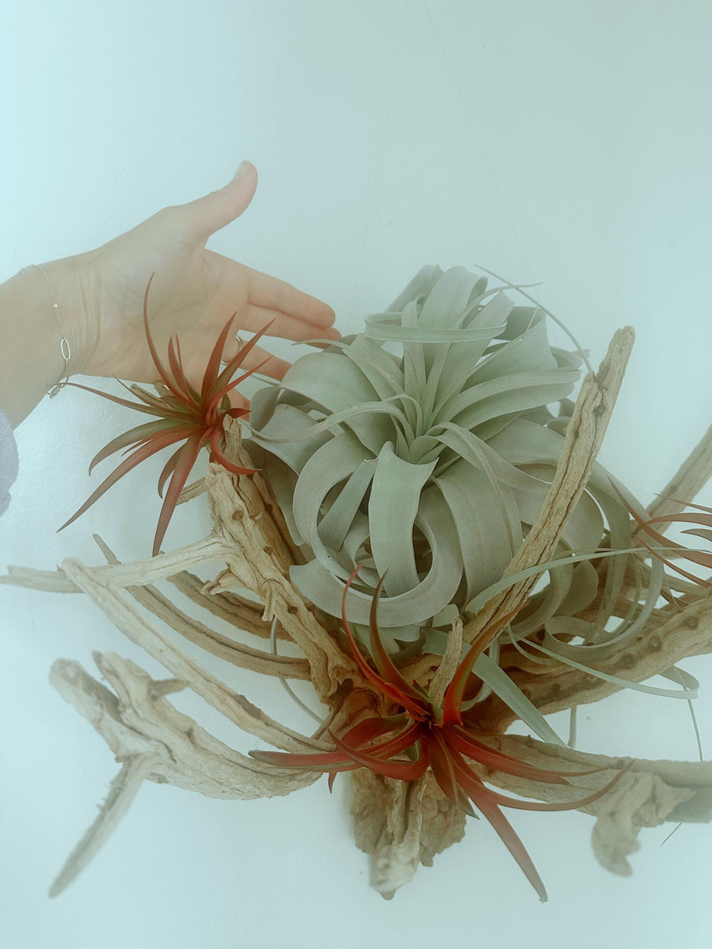 Sculptural Hanging Manzanita Air Plant – Xerographica & Red Tillandsia Abdita – Coastal Modern Wall Art – 20” Statement Piece