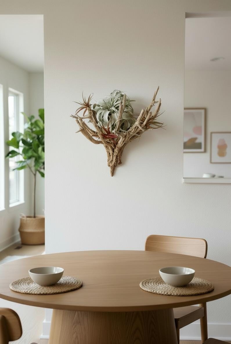 Sculptural Hanging Manzanita Air Plant – Xerographica & Red Tillandsia Abdita – Coastal Modern Wall Art – 20” Statement Piece