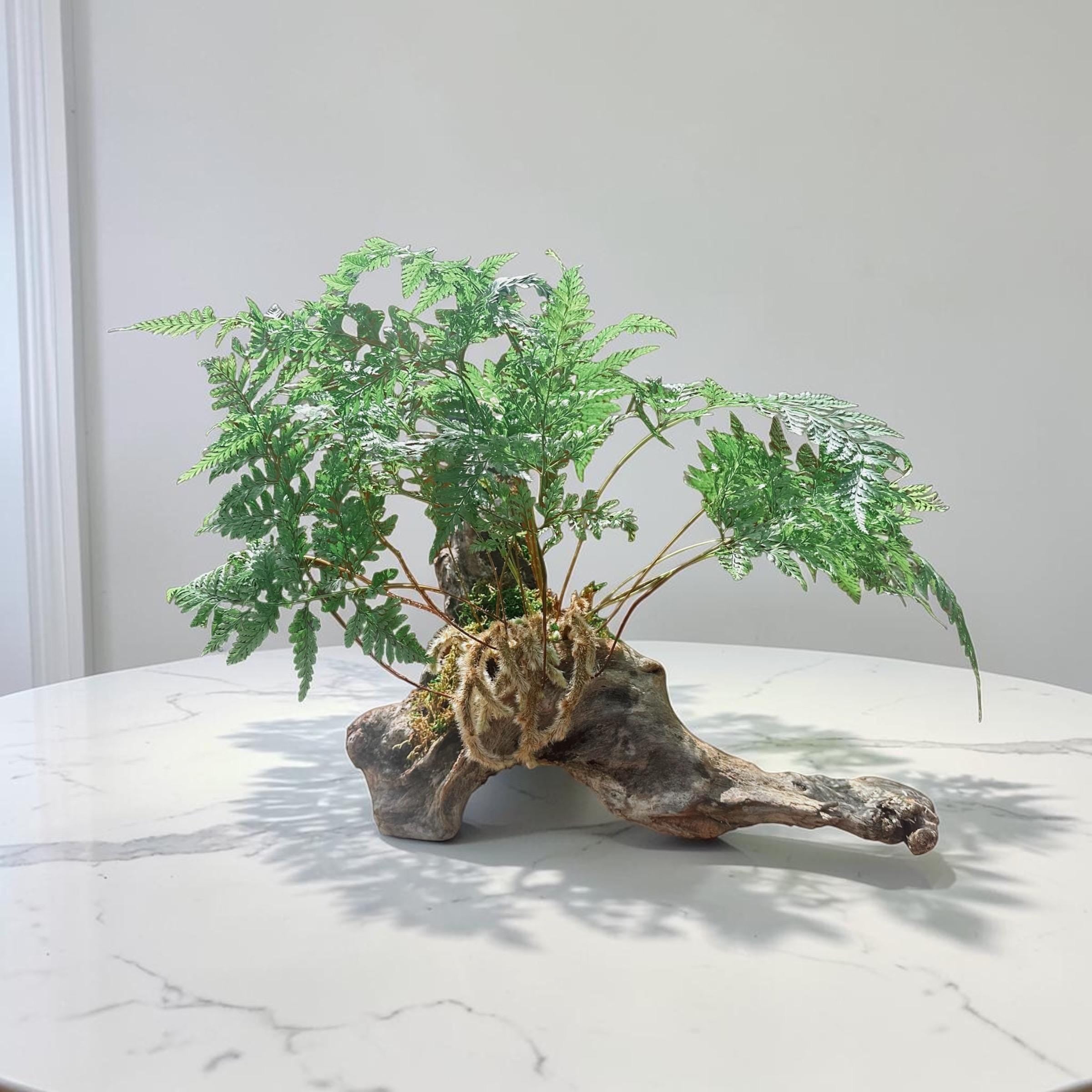 Driftwood Fern Centerpiece – Rabbit’s Foot Fern with Amethyst &amp; Quartz | One-of-a-Kind Coastal Sculptureastal Decor – 22” Statement Piece