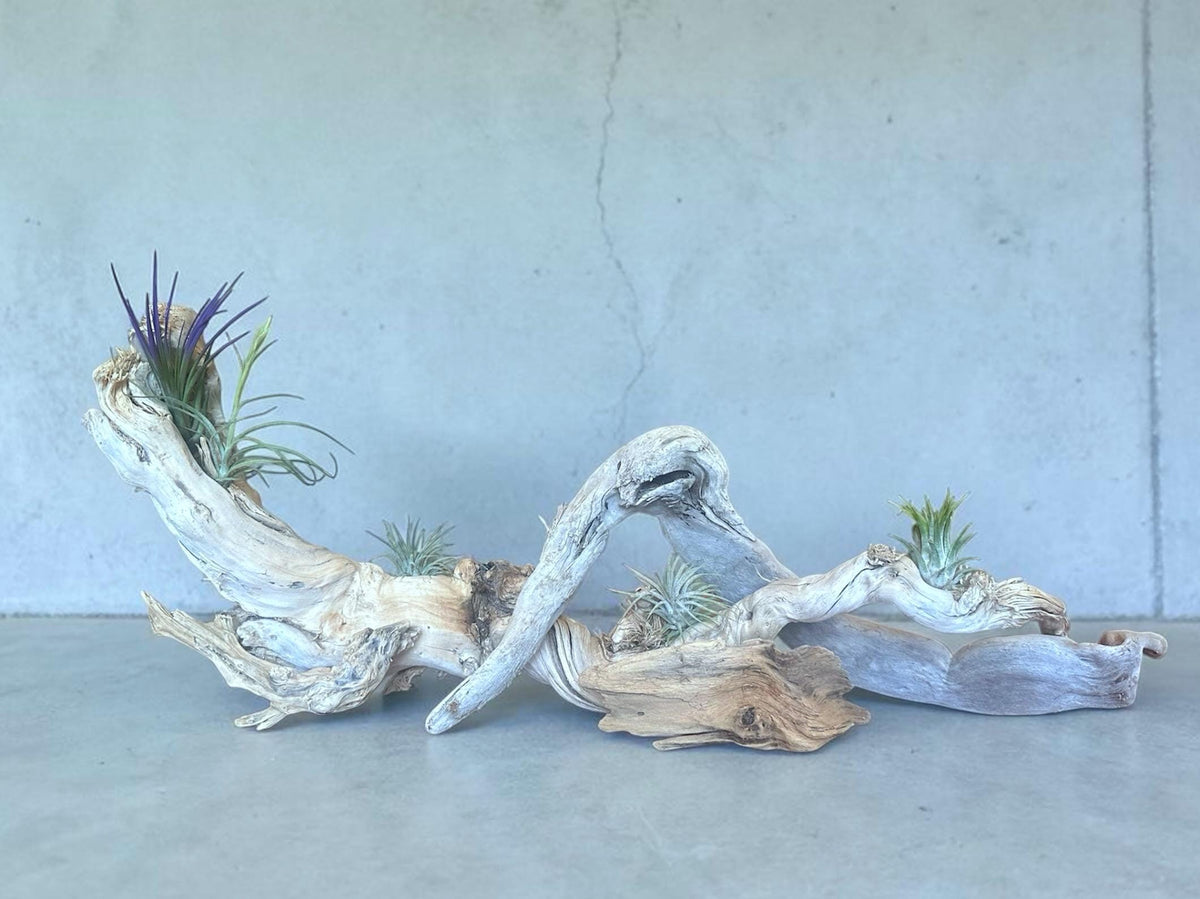 Sculptural Driftwood Centerpiece with Air Plants – Coastal Table Decor – Natural Wood Arrangement – Modern Organic Home Decor