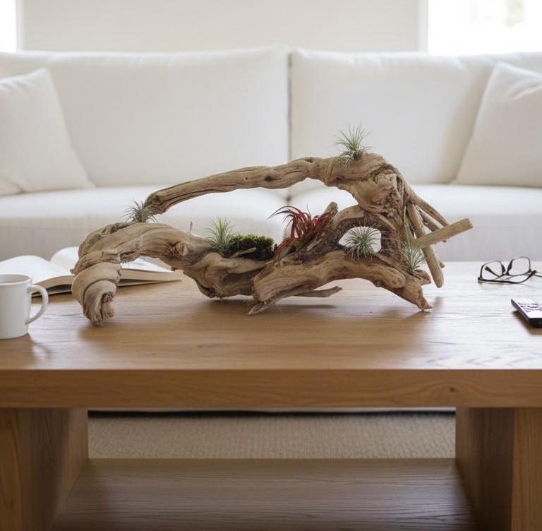 Sculptural Driftwood Centerpiece with Air Plants – Coastal Table Decor – Natural Wood Arrangement – Modern Organic Home Decor