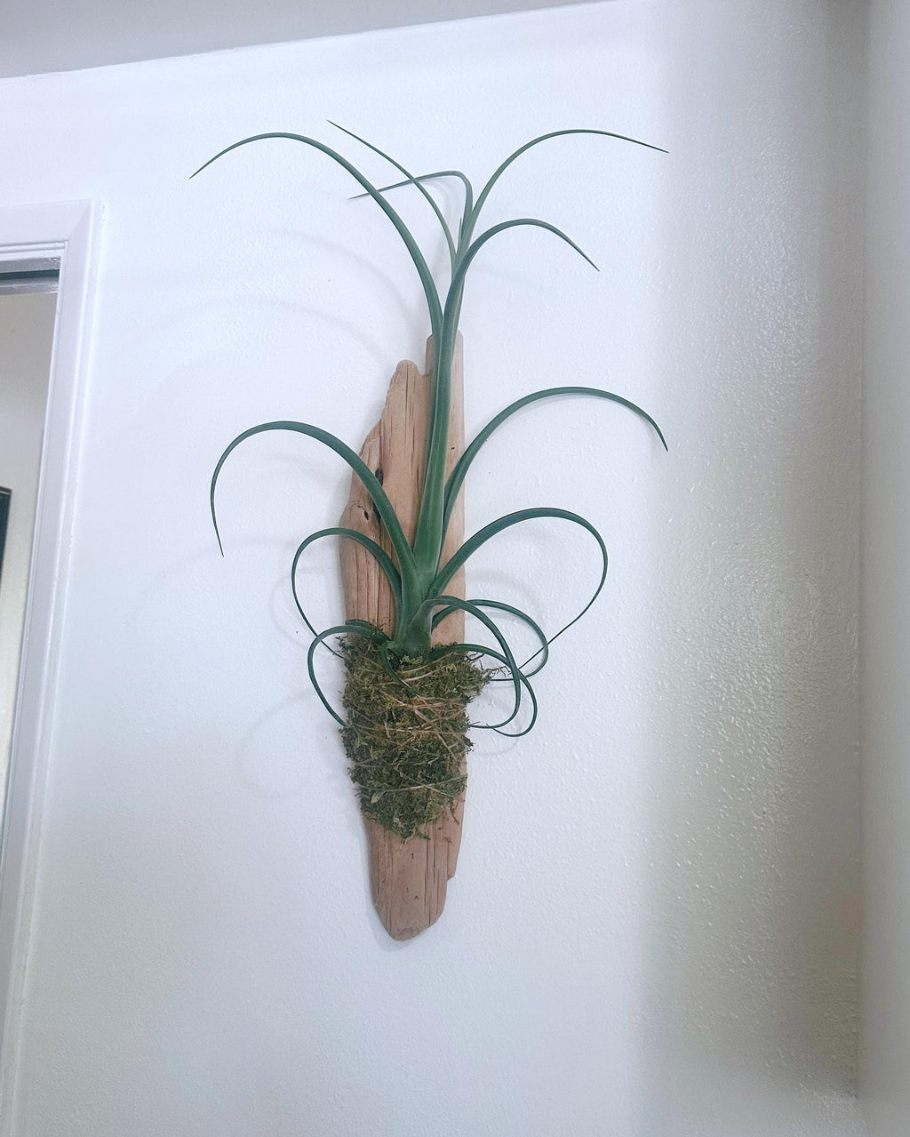 Sculptural Tillandsia Curly Slim Driftwood Mount | Living Wall Sculpture | Coastal Organic Decor | Large Mounted Air Plant