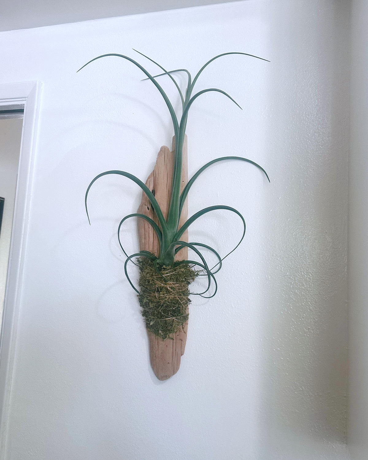 Sculptural Tillandsia Curly Slim Driftwood Mount | Living Wall Sculpture | Coastal Organic Decor | Large Mounted Air Plant
