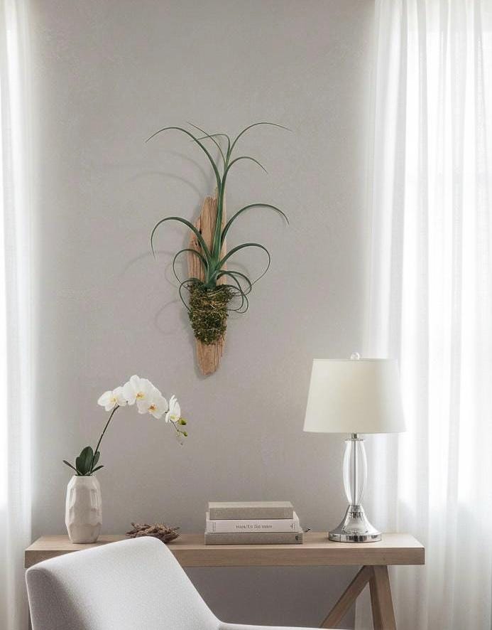 Sculptural Tillandsia Curly Slim Driftwood Mount | Living Wall Sculpture | Coastal Organic Decor | Large Mounted Air Plant