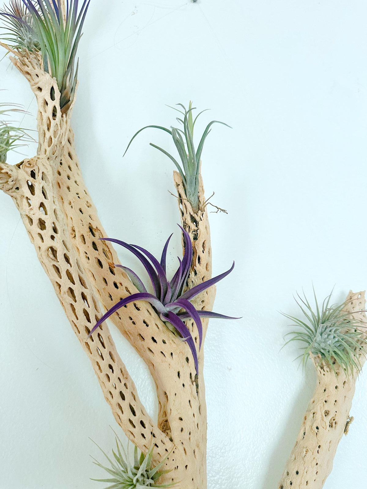 Large Cholla Cactus Air Plant Wall Hanging | Natural Desert Wall Art | Mounted Tillandsia Display | Vertical or Horizontal Hanging Decor
