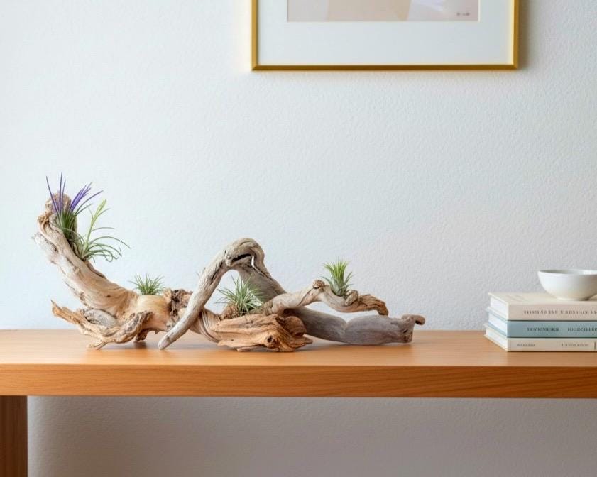 Sculptural Driftwood Centerpiece with Air Plants – Coastal Table Decor – Natural Wood Arrangement – Modern Organic Home Decor
