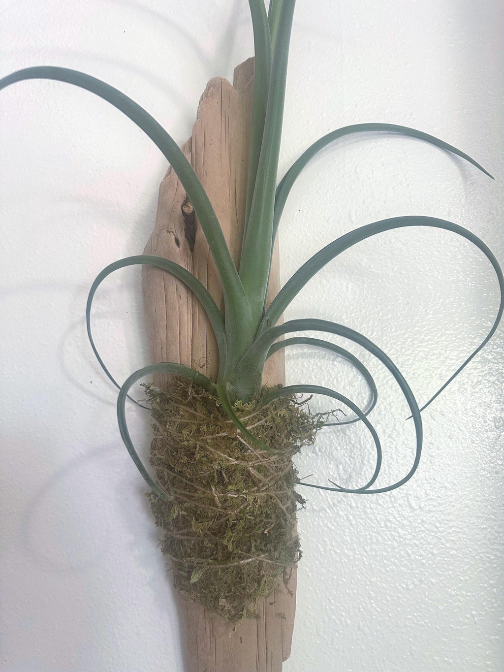 Sculptural Tillandsia Curly Slim Driftwood Mount | Living Wall Sculpture | Coastal Organic Decor | Large Mounted Air Plant