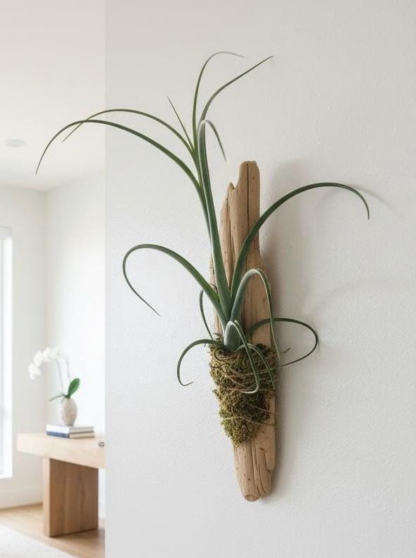 Sculptural Tillandsia Curly Slim Driftwood Mount | Living Wall Sculpture | Coastal Organic Decor | Large Mounted Air Plant
