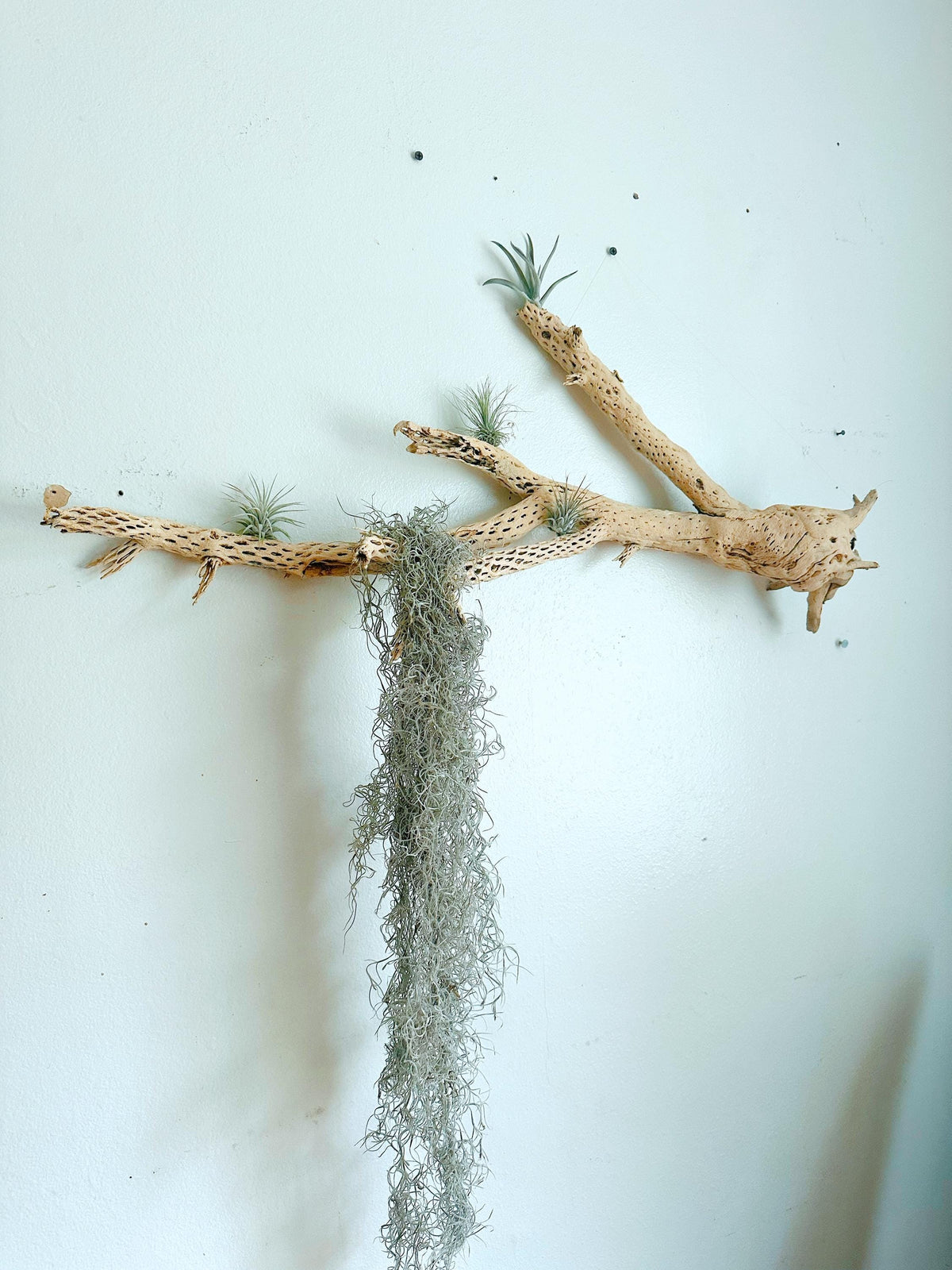 Large Cholla Cactus Air Plant Wall Hanging | Natural Desert Wall Art | Mounted Tillandsia Display | Vertical or Horizontal Hanging Decor
