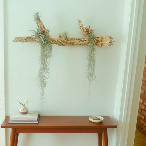 Large Cholla Cactus Air Plant Wall Hanging | Natural Desert Wall Art | Mounted Tillandsia Display | Vertical or Horizontal Hanging Decor