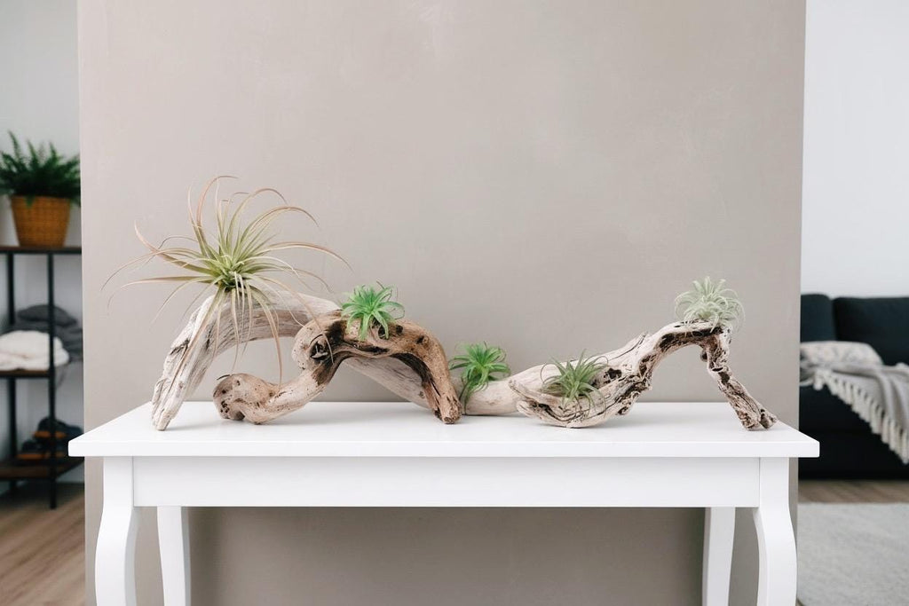 Sculptural Driftwood Centerpiece with Air Plants – Coastal Table Decor – Natural Wood Arrangement – Modern Organic Home Decor