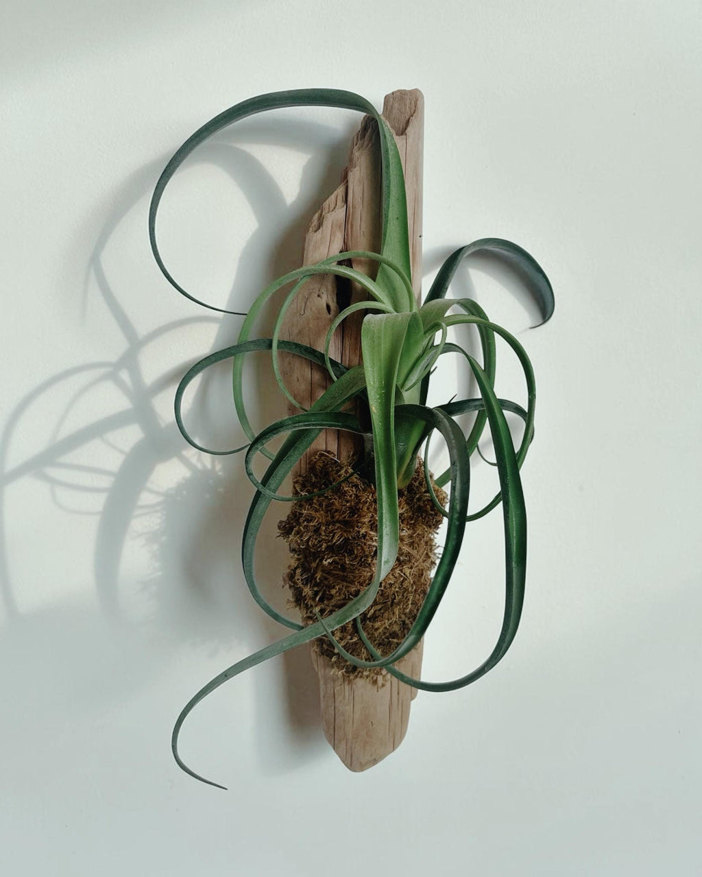 Sculptural Tillandsia Curly Slim Driftwood Mount | Living Wall Sculpture | Coastal Organic Decor | Large Mounted Air Plant