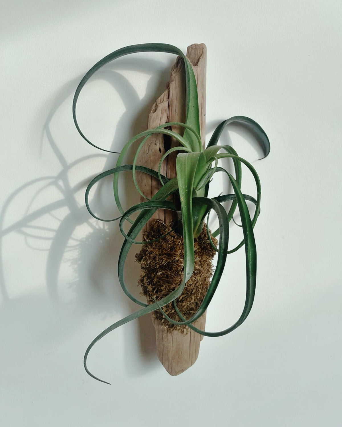 Sculptural Tillandsia Curly Slim Driftwood Mount | Living Wall Sculpture | Coastal Organic Decor | Large Mounted Air Plant